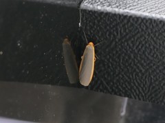 Eilema lurideola