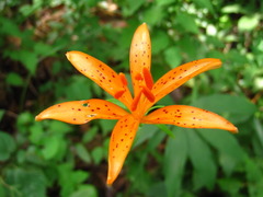Lilium tsingtauense