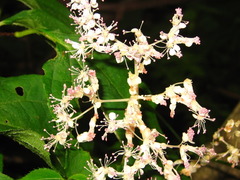 Filipendula glaberrima
