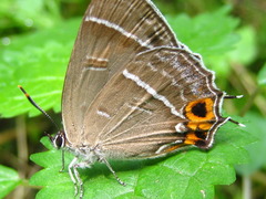 Chrysozephyrus smaragdinus