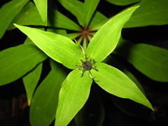 Paris verticillata
