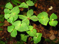 Euphorbia sieboldiana