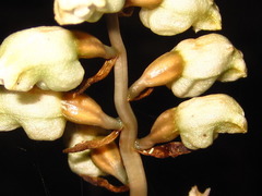 Gastrodia elata