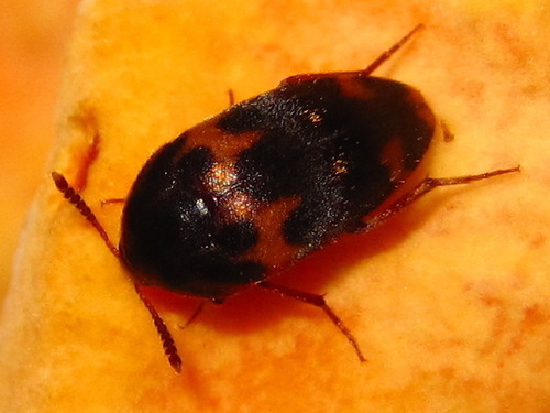 Holostrophus orientalis · iNaturalist