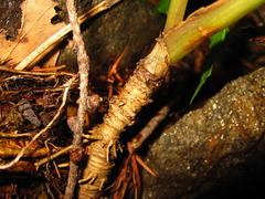Osmorhiza aristata