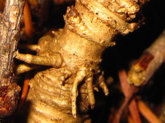Osmorhiza aristata
