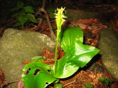Liparis kumokiri