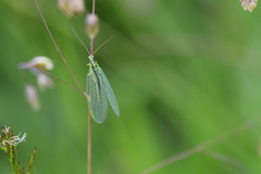 Chrysopa walkeri