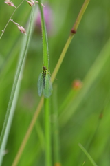 Chrysopa walkeri