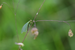 Chrysopa walkeri