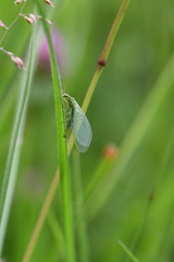 Chrysopa walkeri