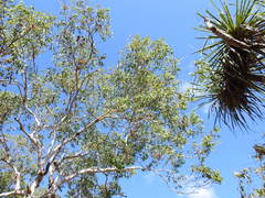 Eucalyptus miniata