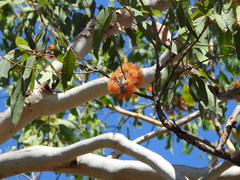 Eucalyptus miniata