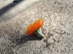 Eucalyptus miniata