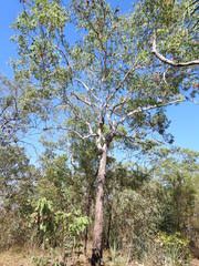 Eucalyptus miniata