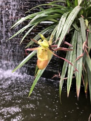 Phragmipedium longifolium