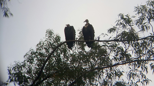 Hooded Vulture