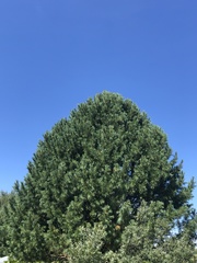 Pinus sibirica
