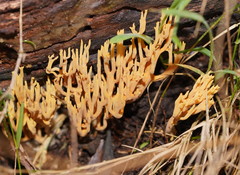 Phaeoclavulina flaccida