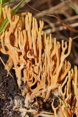 Phaeoclavulina flaccida