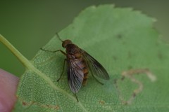 Chrysopilus nubecula