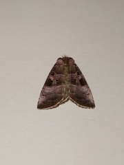 Eucarta amethystina