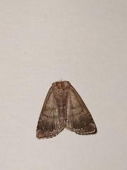 Eucarta amethystina