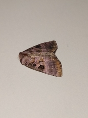 Eucarta amethystina