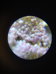 Eucarta amethystina