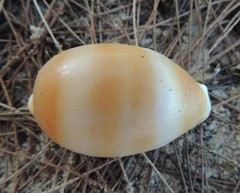 Lyncina
