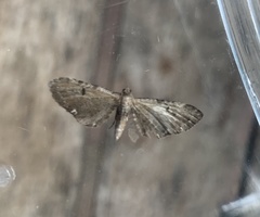 Eupithecia assimilata