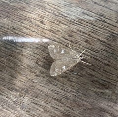 Udea olivalis