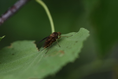 Chrysopilus nubecula