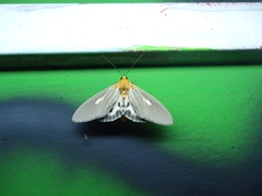 Asota canaraica