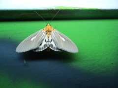 Asota canaraica