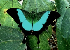 Papilio buddha