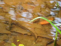 Pseudagrion indicum