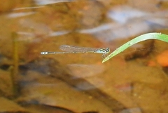Pseudagrion indicum
