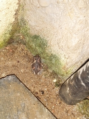 Uperodon taprobanicus