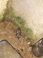 Uperodon taprobanicus