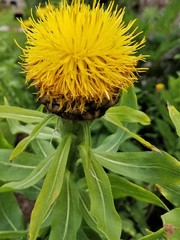 Centaurea macrocephala