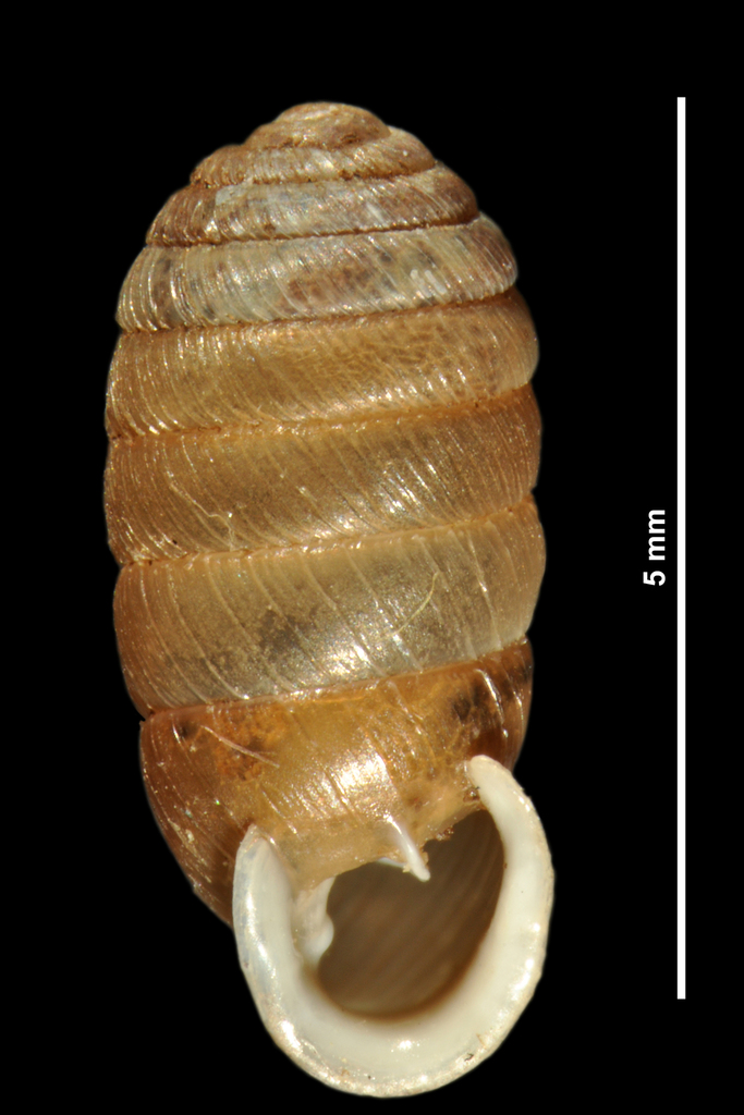 tiny drumsnail