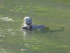 Lutrogale perspicillata