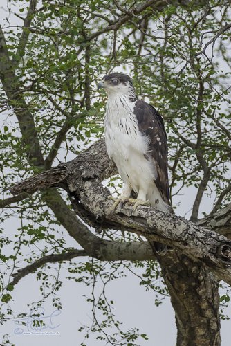 African Hawk-Eagle