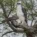 African Hawk-Eagle - Photo (c) Thomas Fuhrmann, some rights reserved (CC BY-NC), uploaded by Thomas Fuhrmann