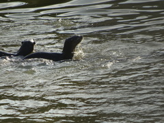 Lutrogale perspicillata