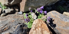 Dracocephalum grandiflorum