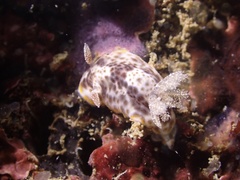 Chromodoris mandapamensis