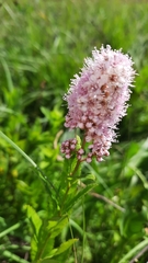 Spiraea salicifolia
