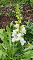 Antirrhinum majus